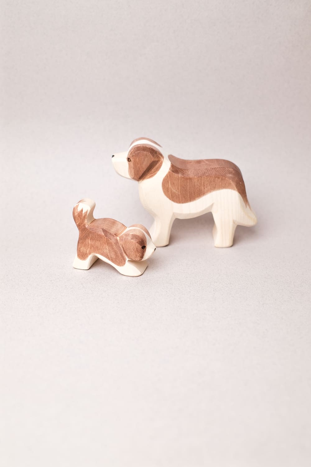 Chiot Saint-Bernard - Ostheimer