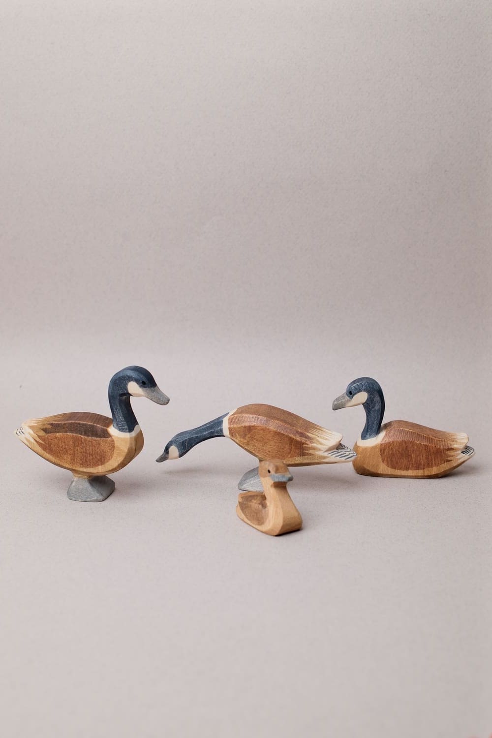 Famille Oie du Canada - Ostheimer