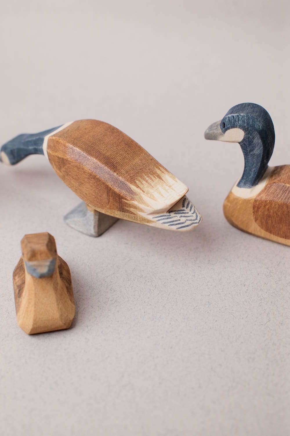 Famille Oie du Canada - Ostheimer